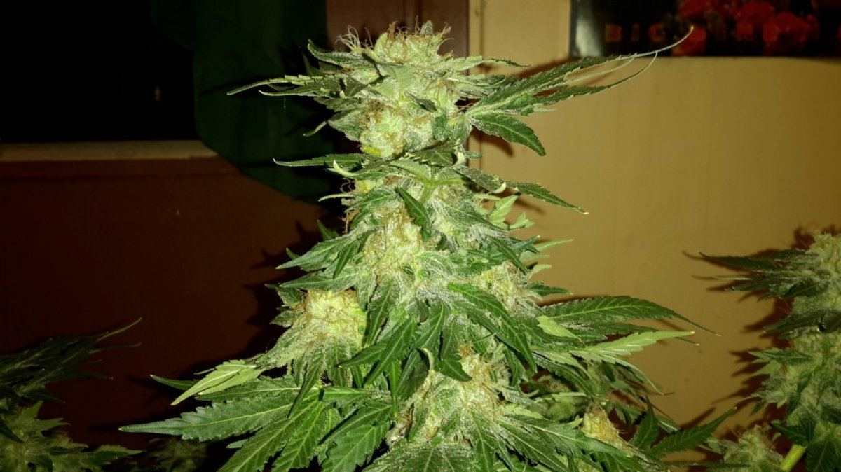 QllZjob