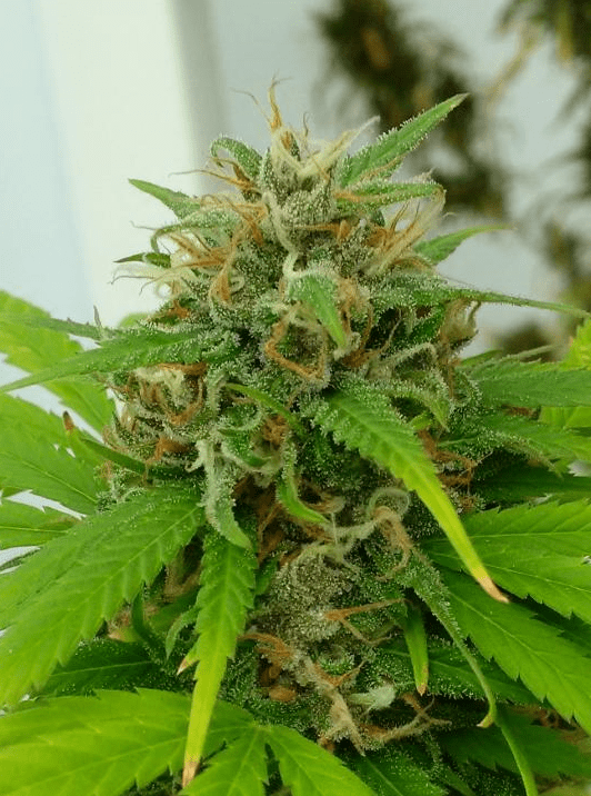 QPURPS5