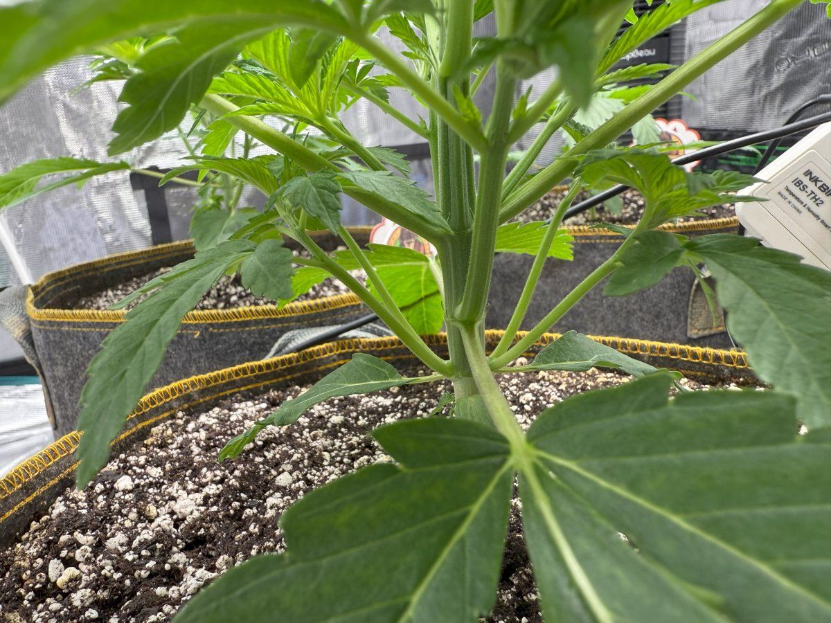 www.thcfarmer.com
