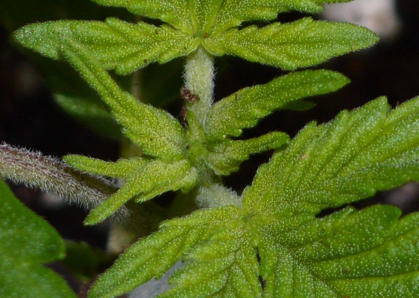 Quadcandidate