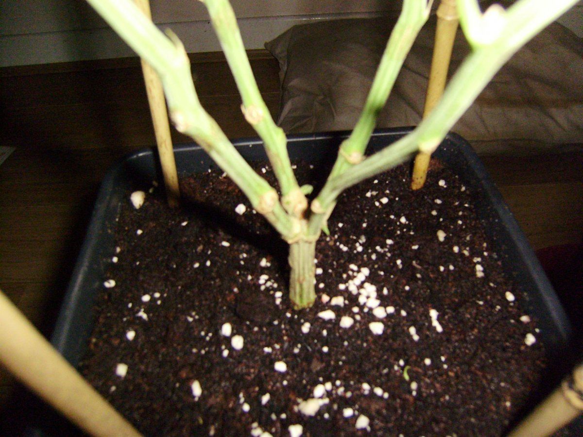 Quadgrowth