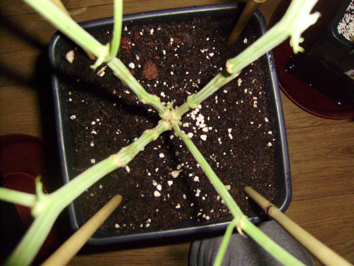 Quadgrowth1
