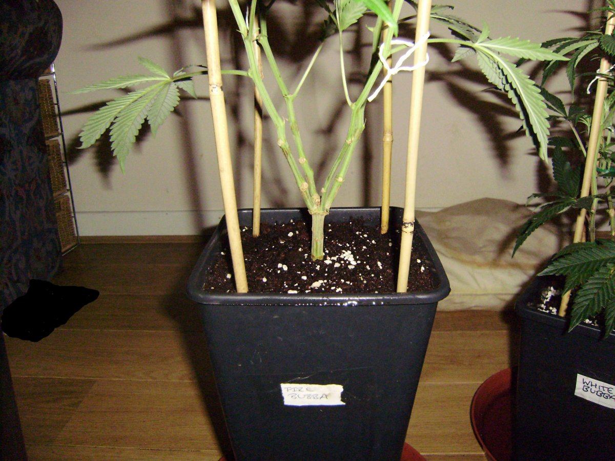 Quadgrowth21