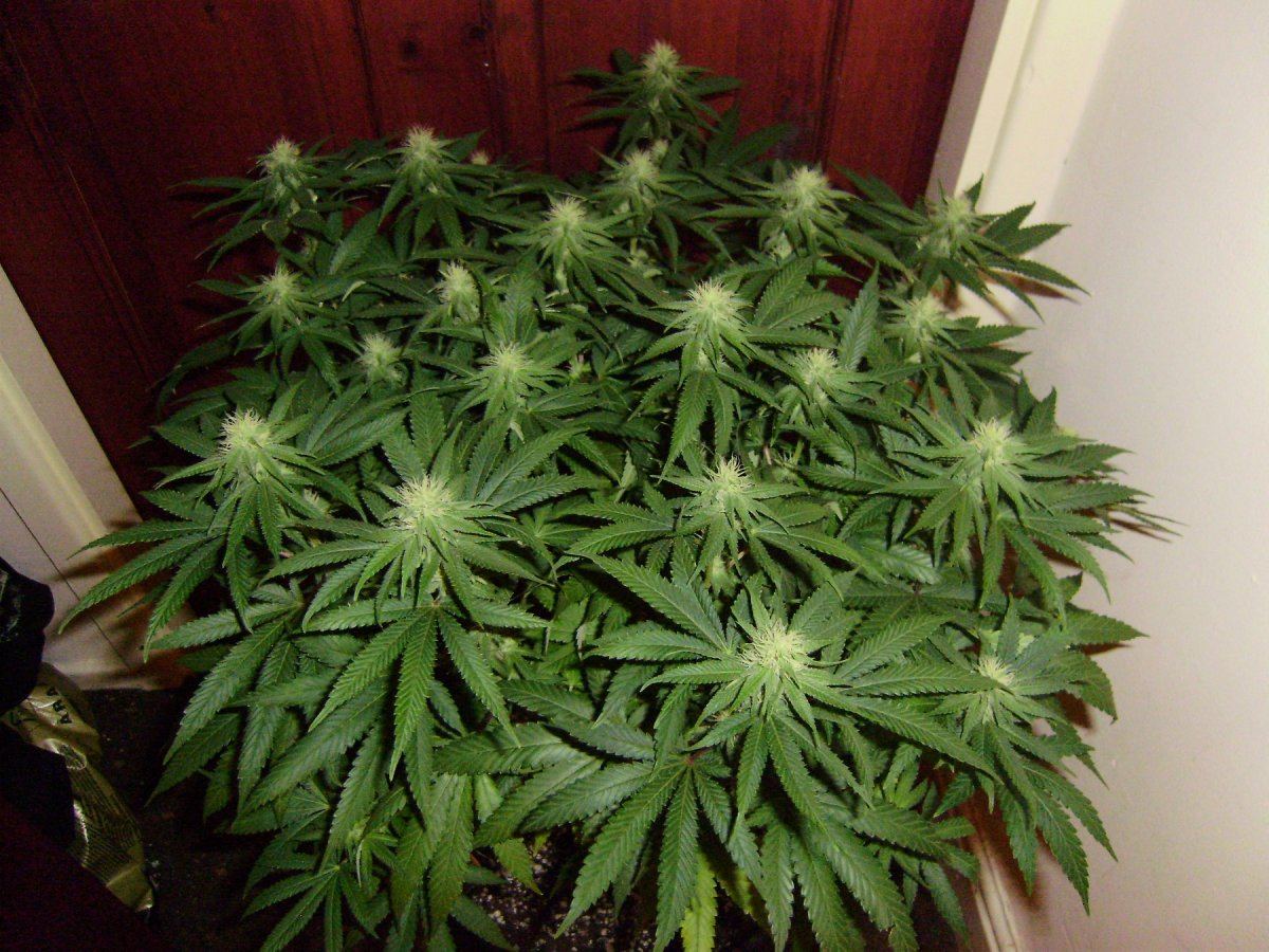Querkle