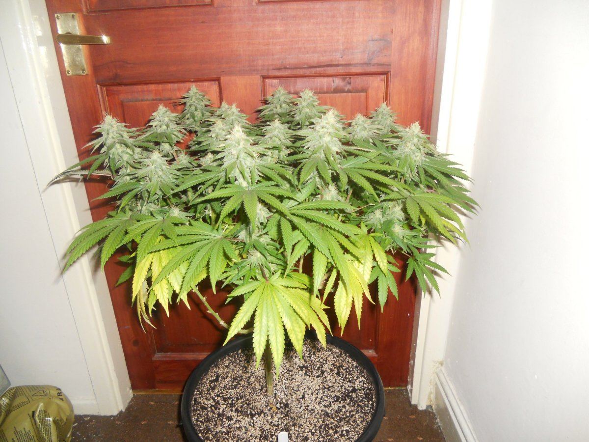 Querkle