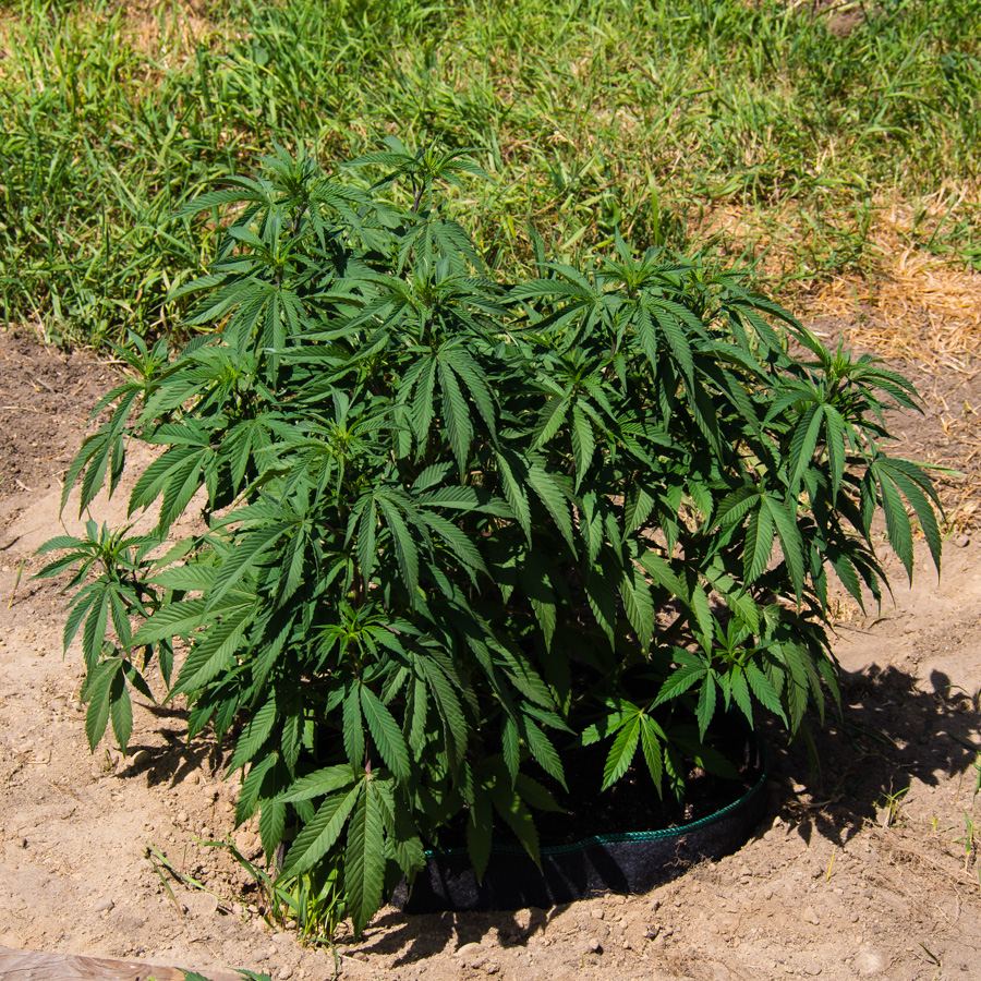 Querkle