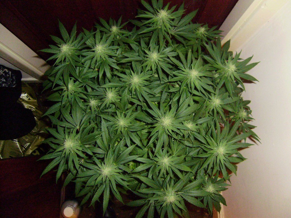 Querkle1