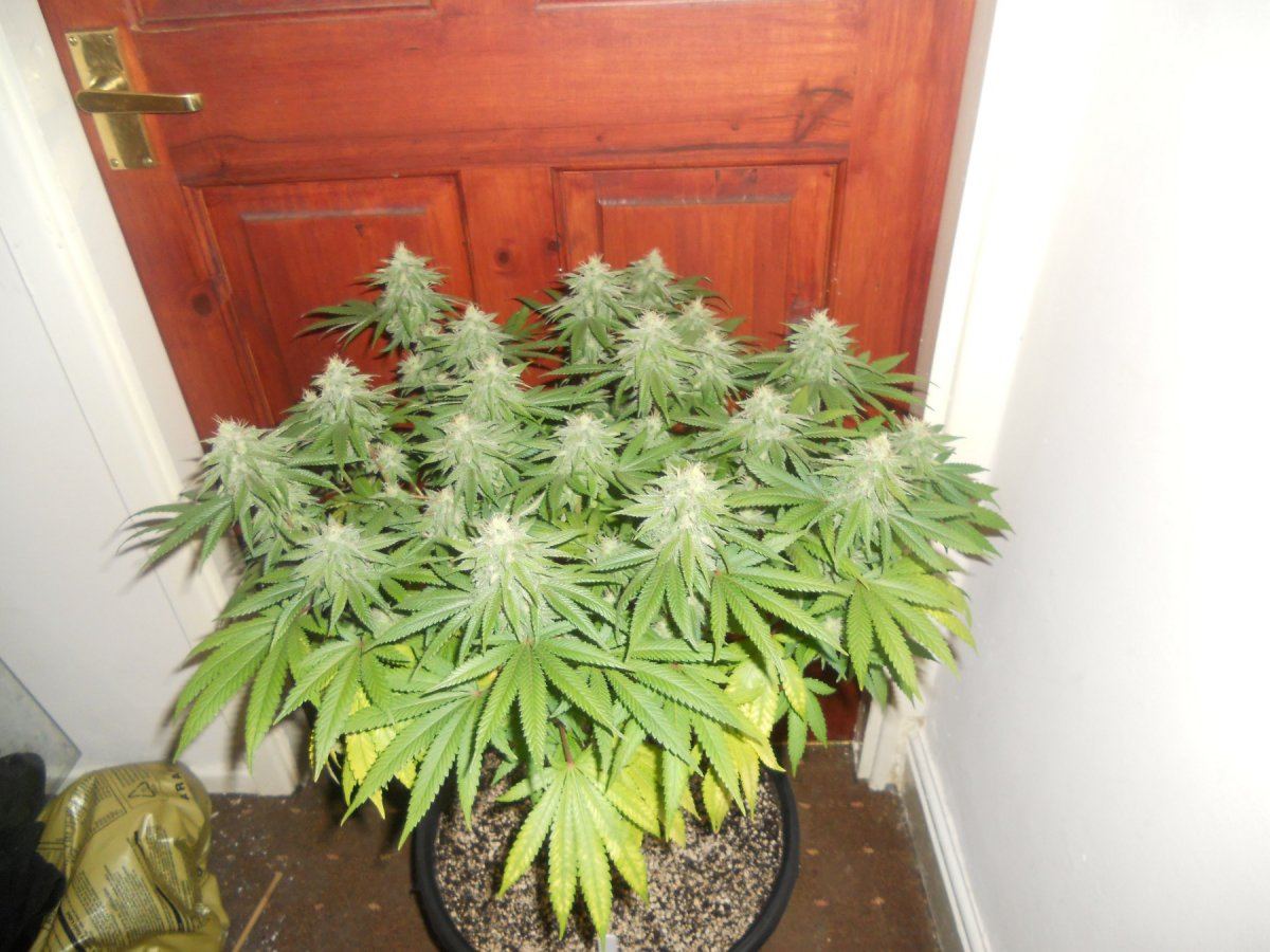 Querkle1