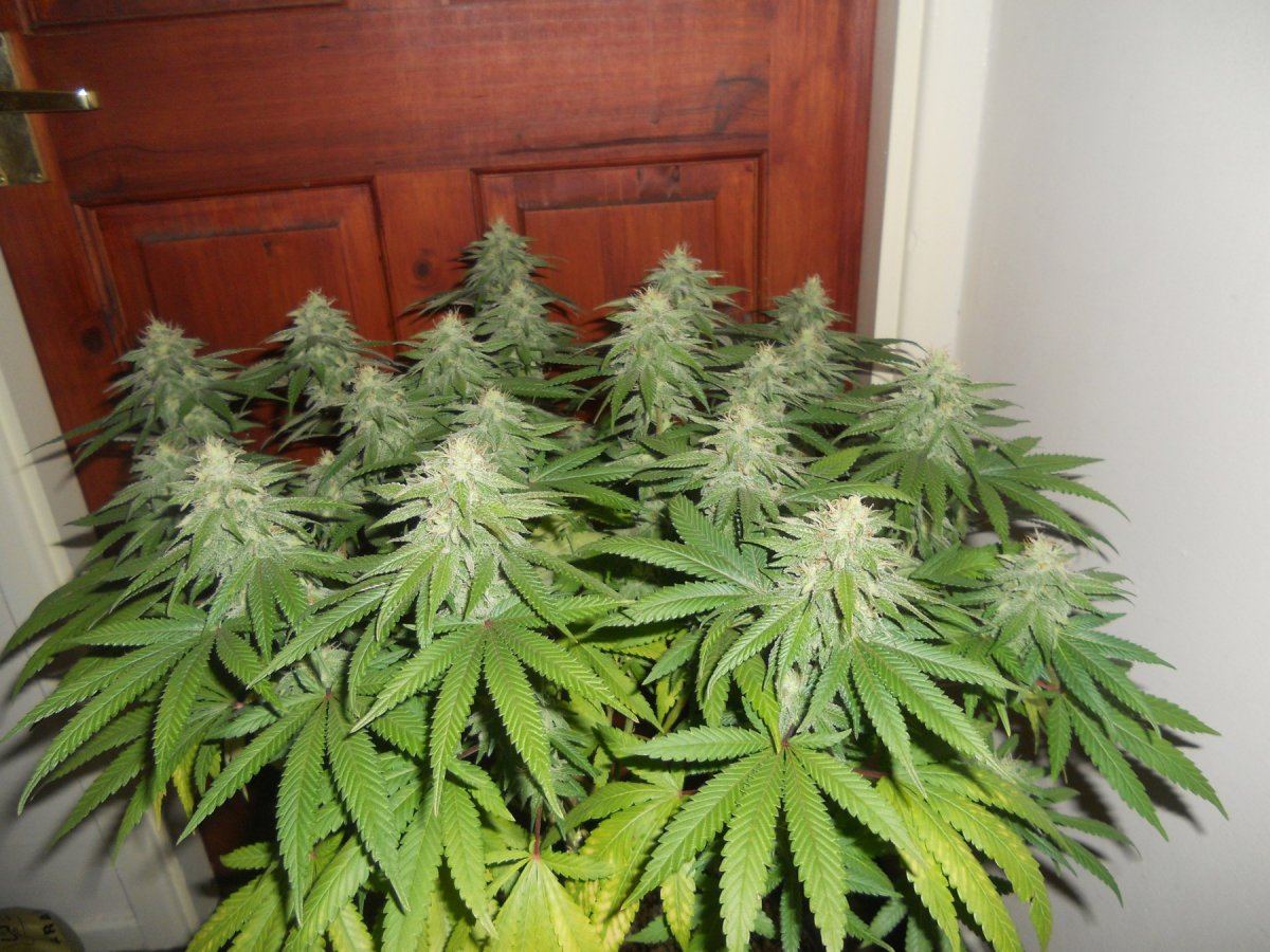 Querkle2