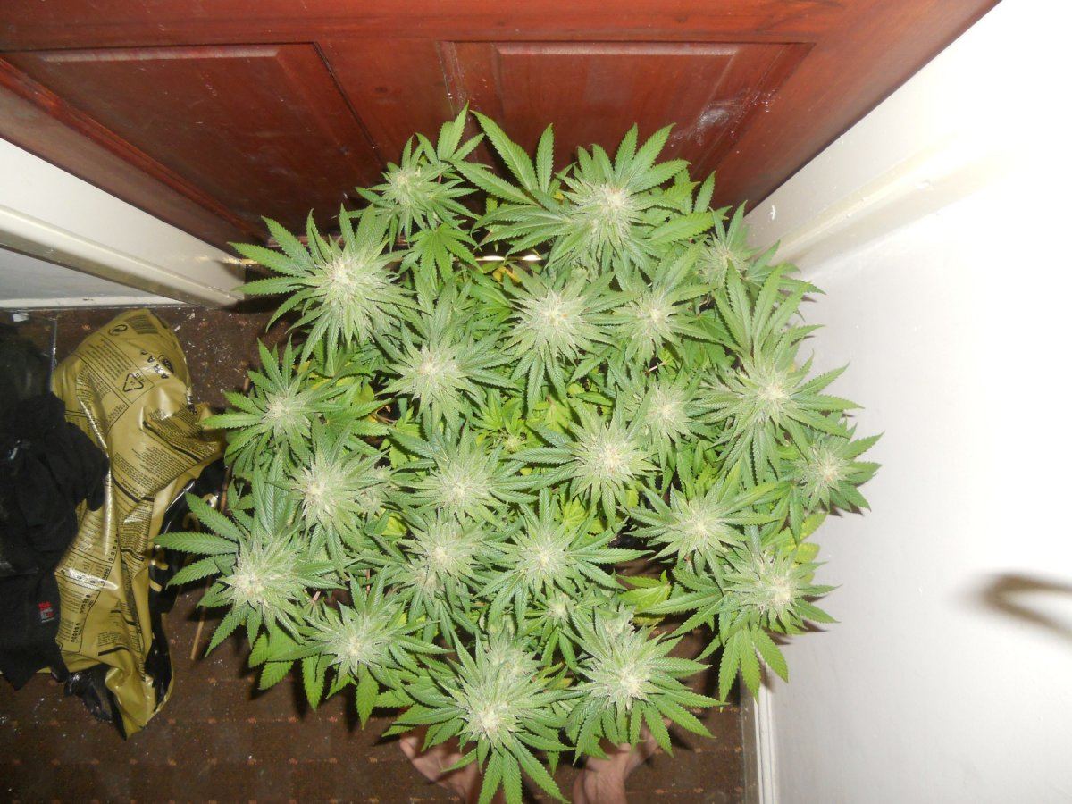 Querkle3