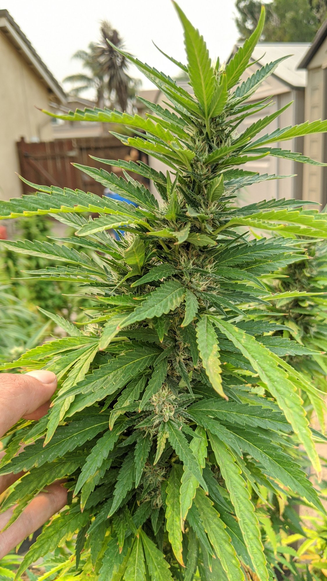Question about harvesting my plant 3