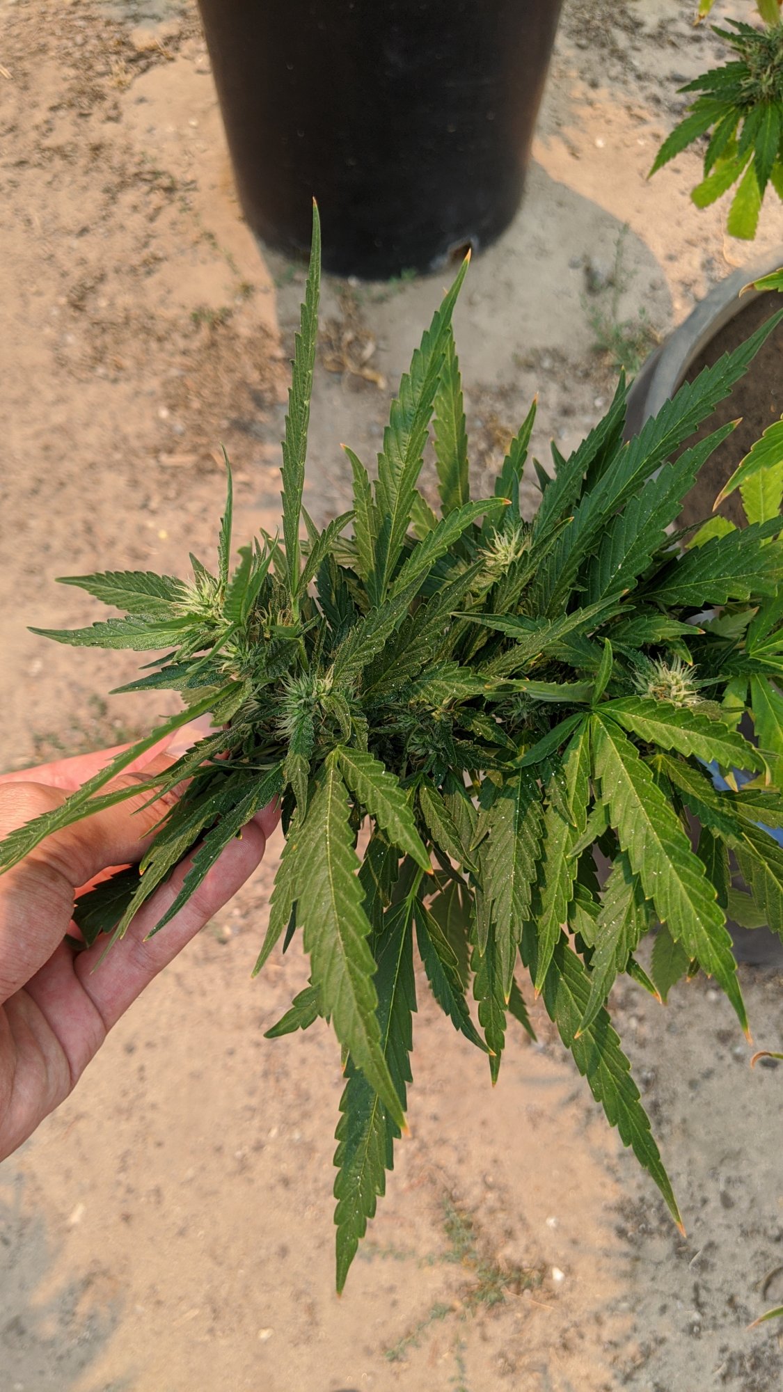 Question about harvesting my plant 4