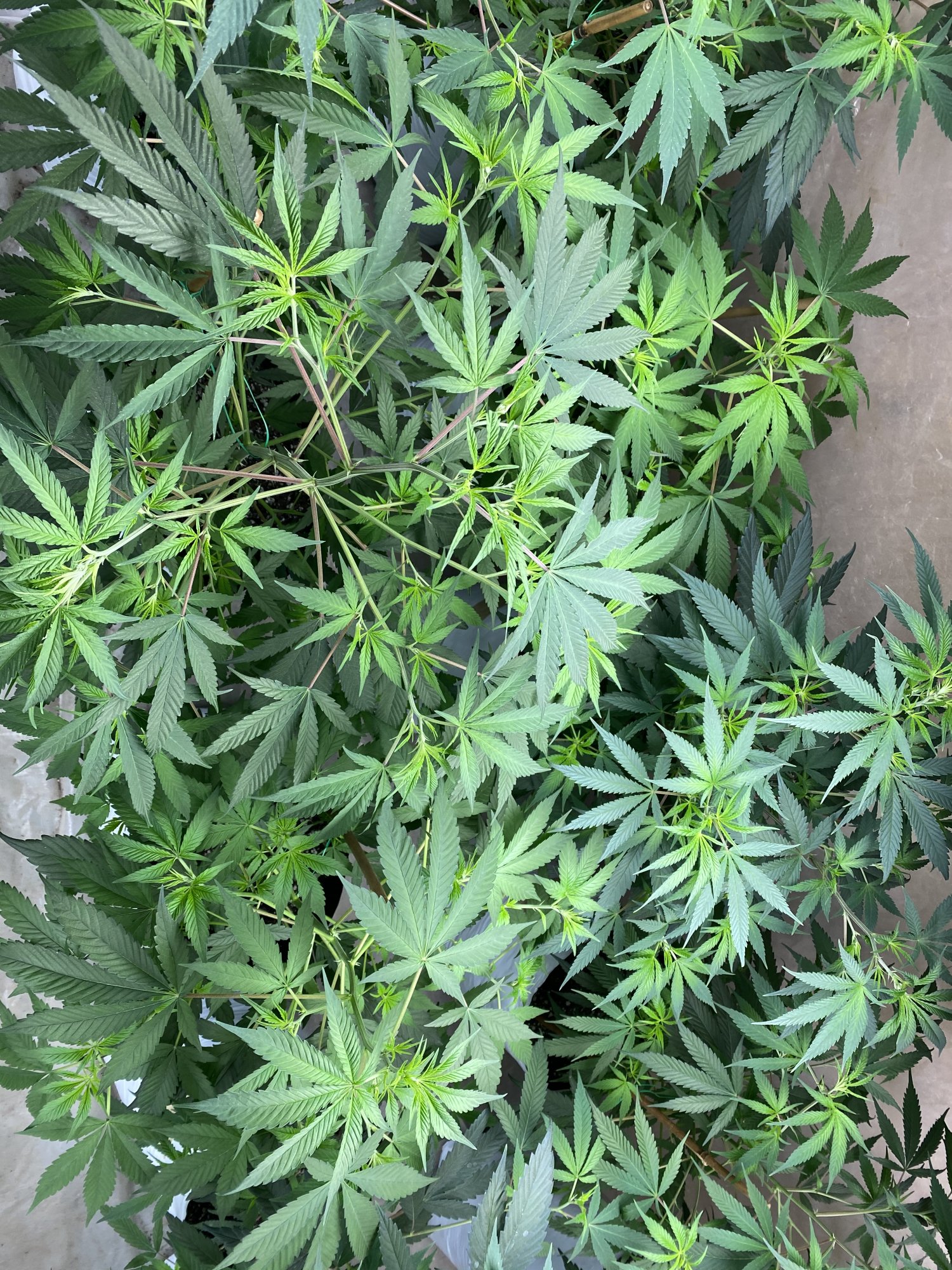 Question about introducing nutes to my grow along with ocean forest soil 2