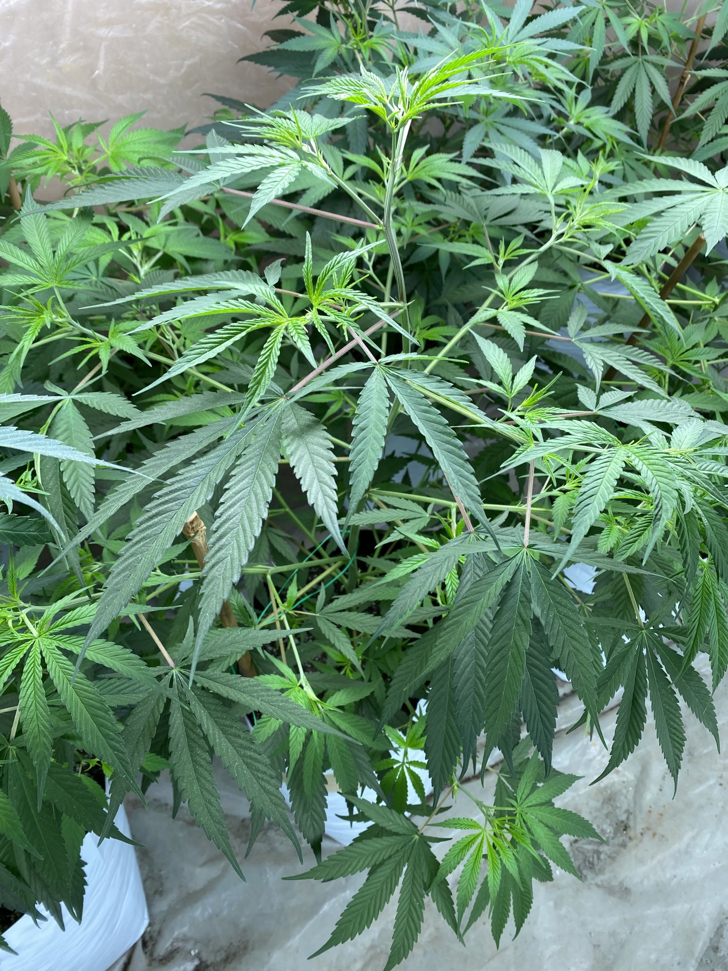 Question about introducing nutes to my grow along with ocean forest soil