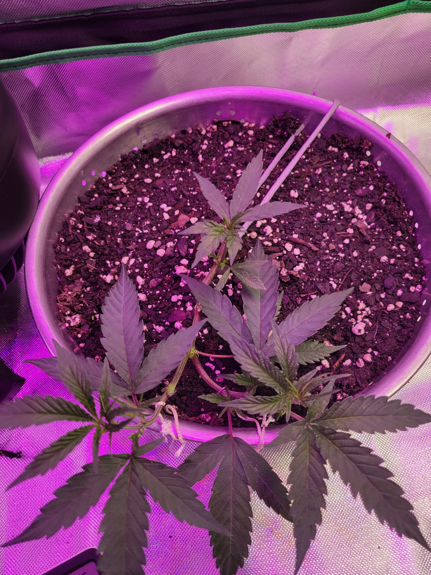 Question about plant sexing age 2