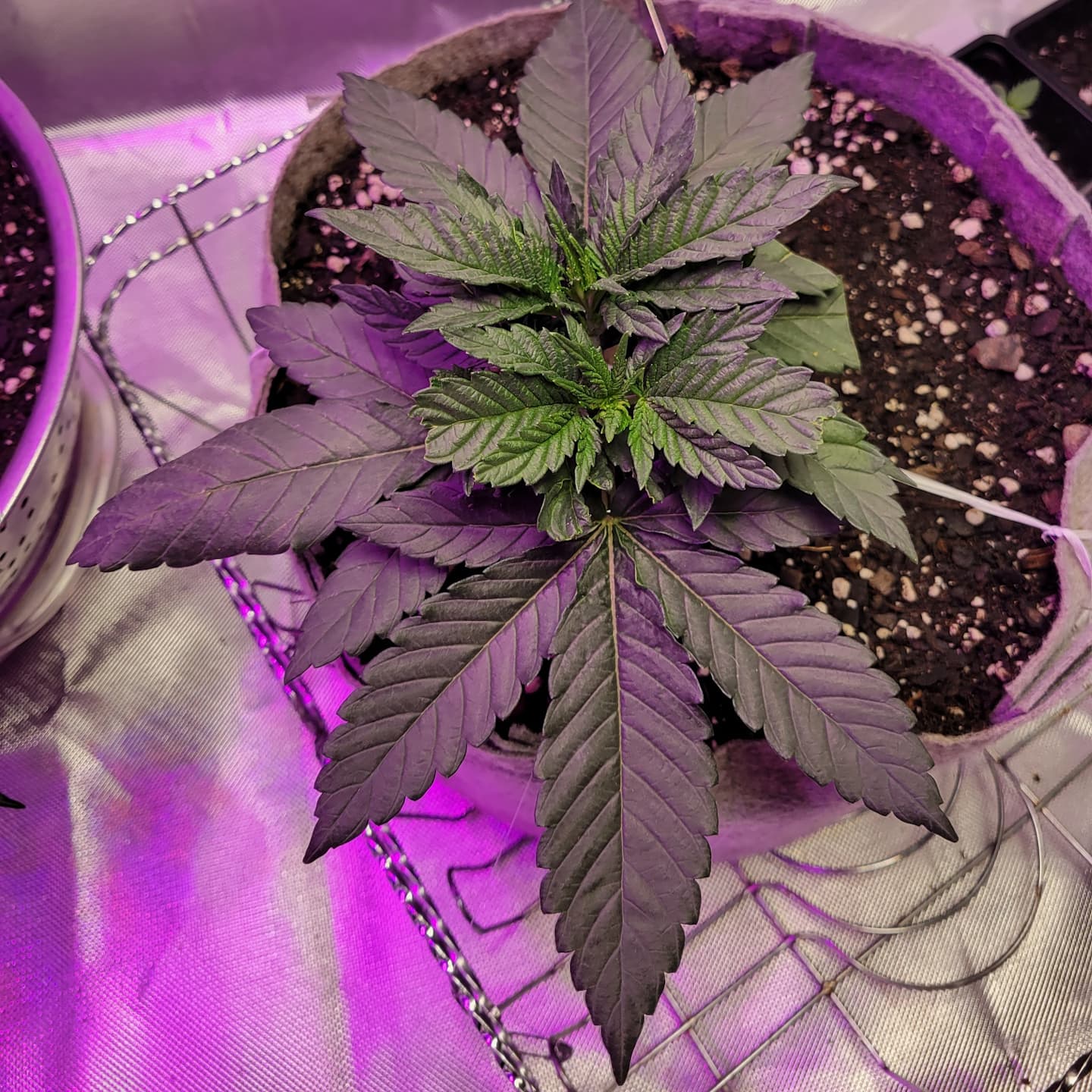 Question about plant sexing age