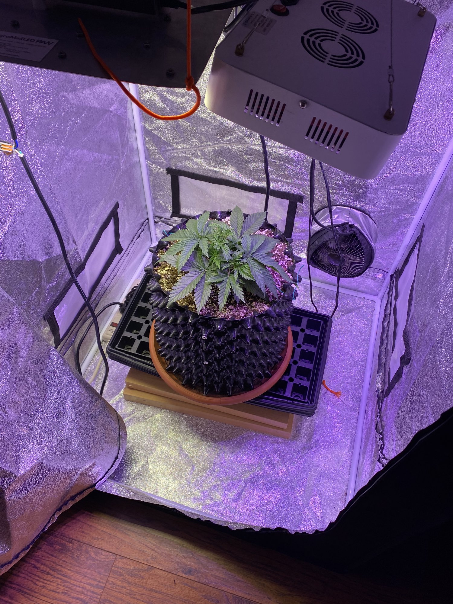 Question about plant traininghelp 3