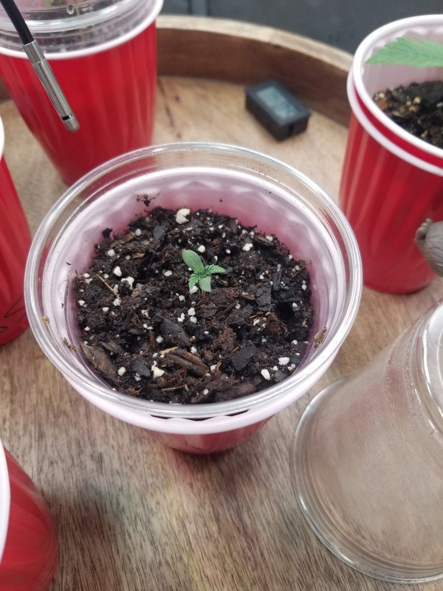 Question about slow seedling growth