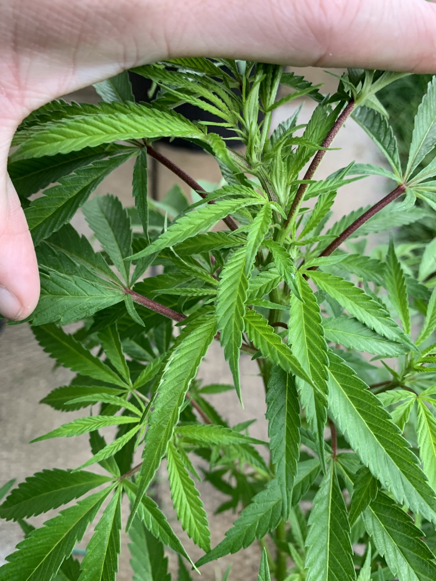 Question about the health of my girls 3