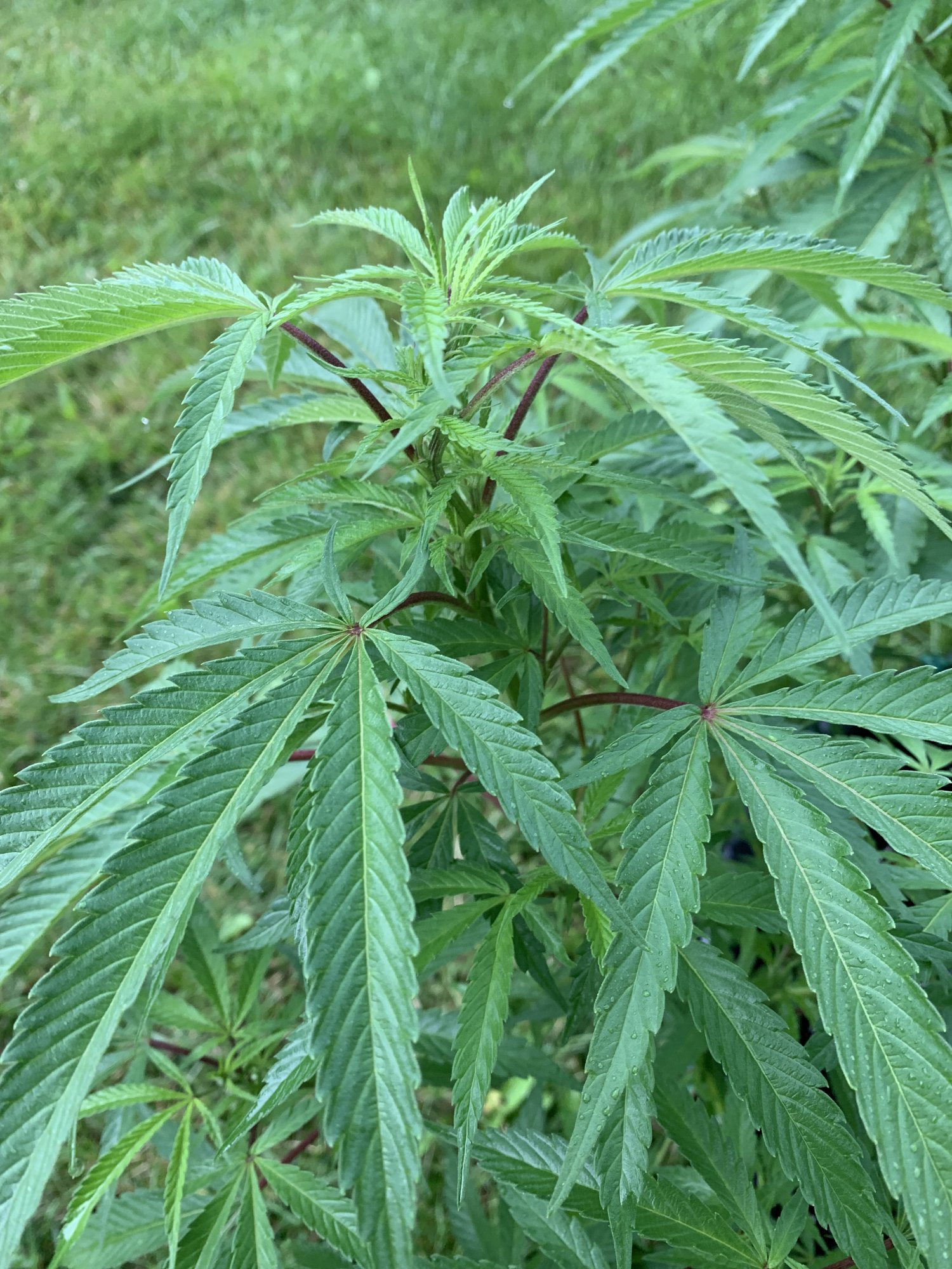 Question about the health of my girls 5