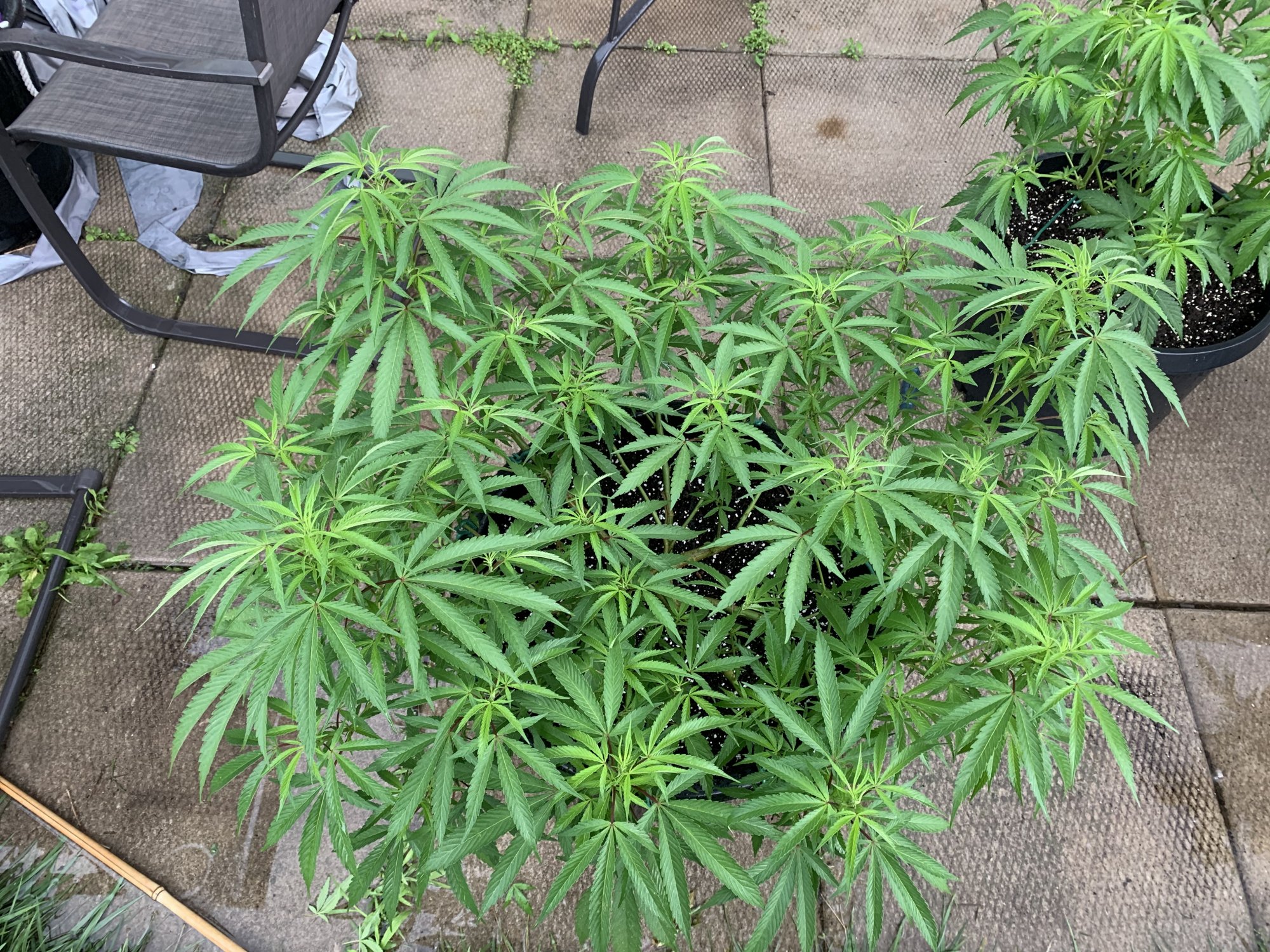 Question about the health of my girls 7