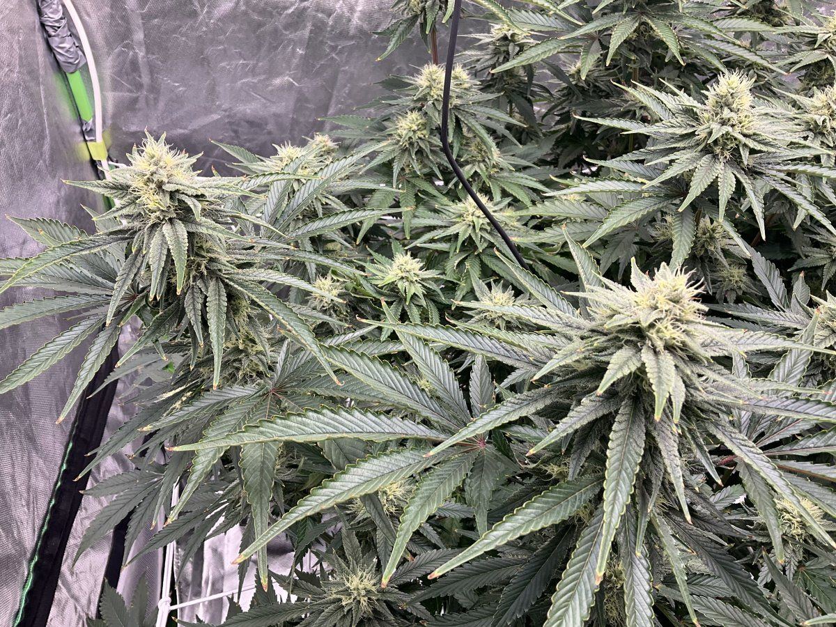 Question on flowering for experienced growers 3