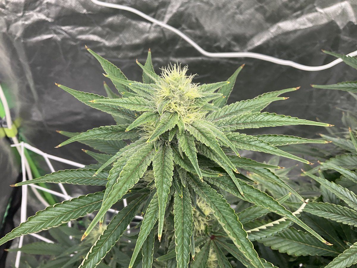 Question on flowering for experienced growers 4