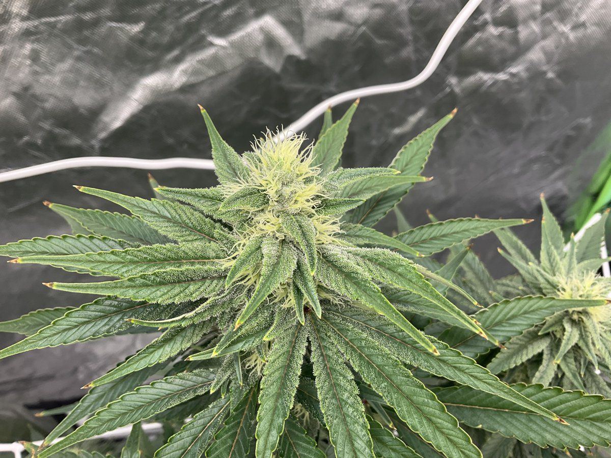Question on flowering for experienced growers 5