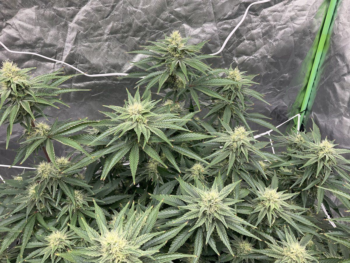 Question on flowering for experienced growers 6