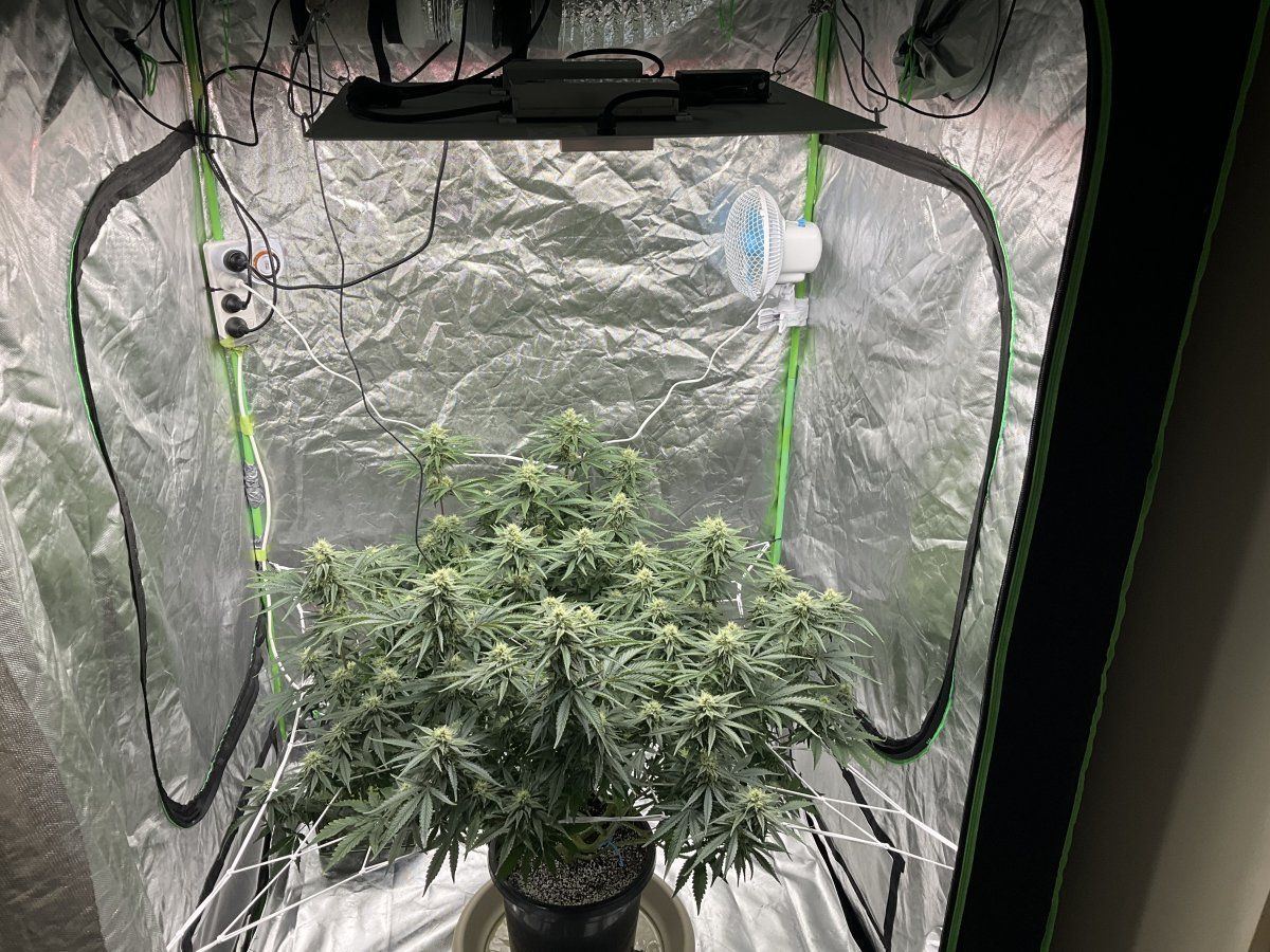 Question on flowering for experienced growers 7