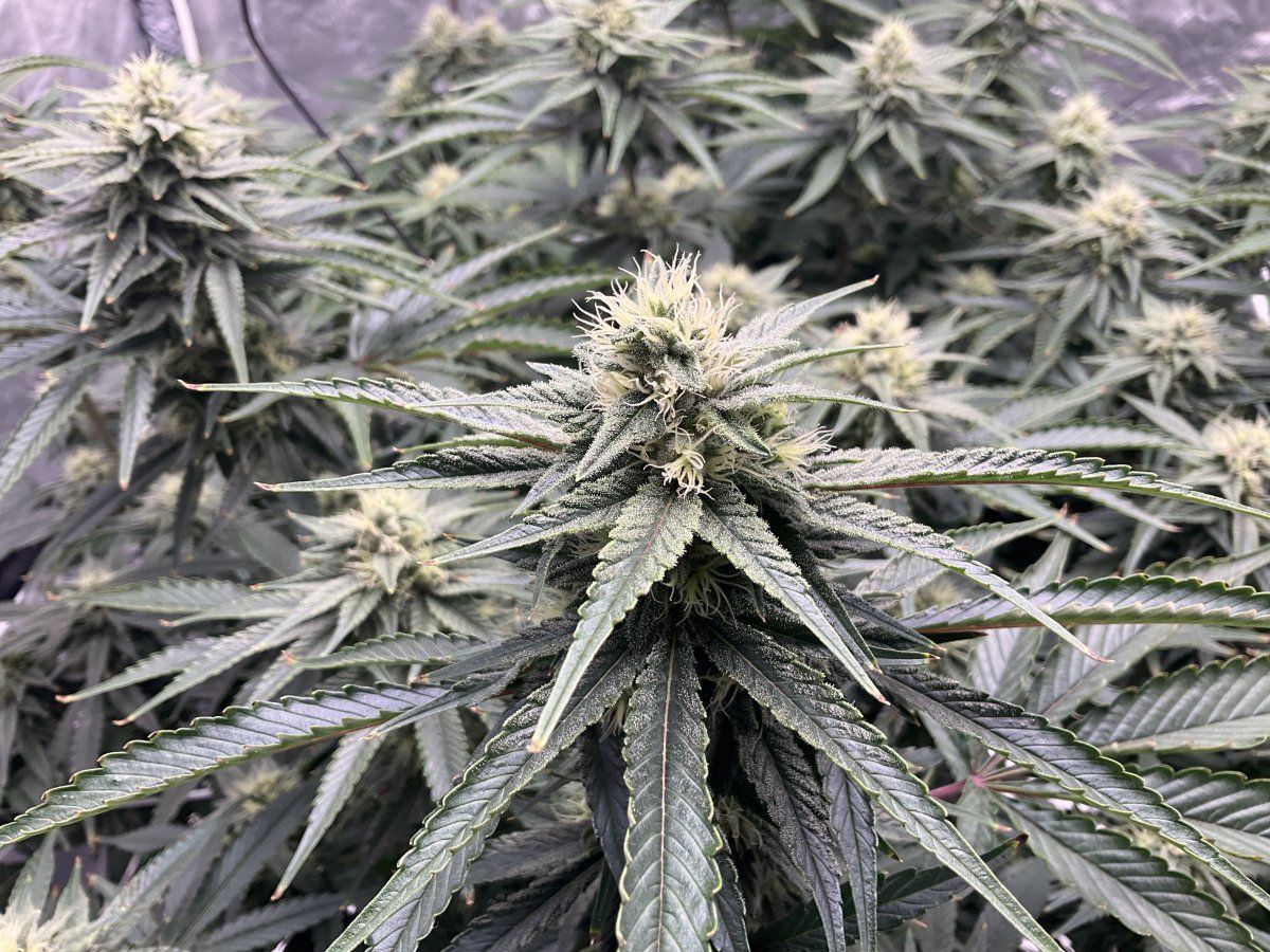 Question on flowering for experienced growers