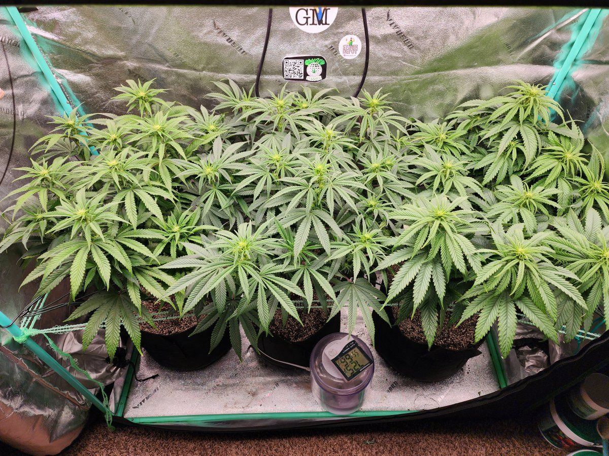 Question on stretching of some og plants 2