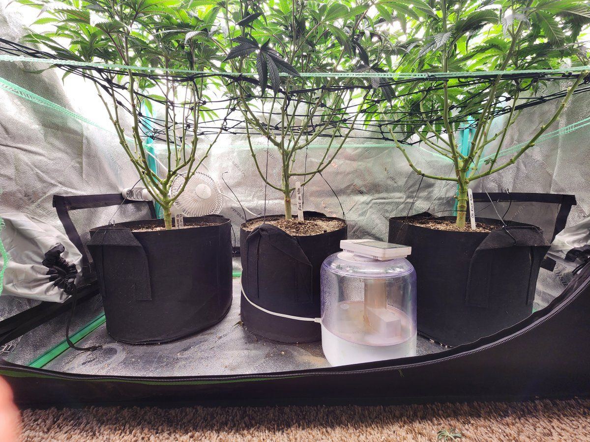 Question on stretching of some og plants 3