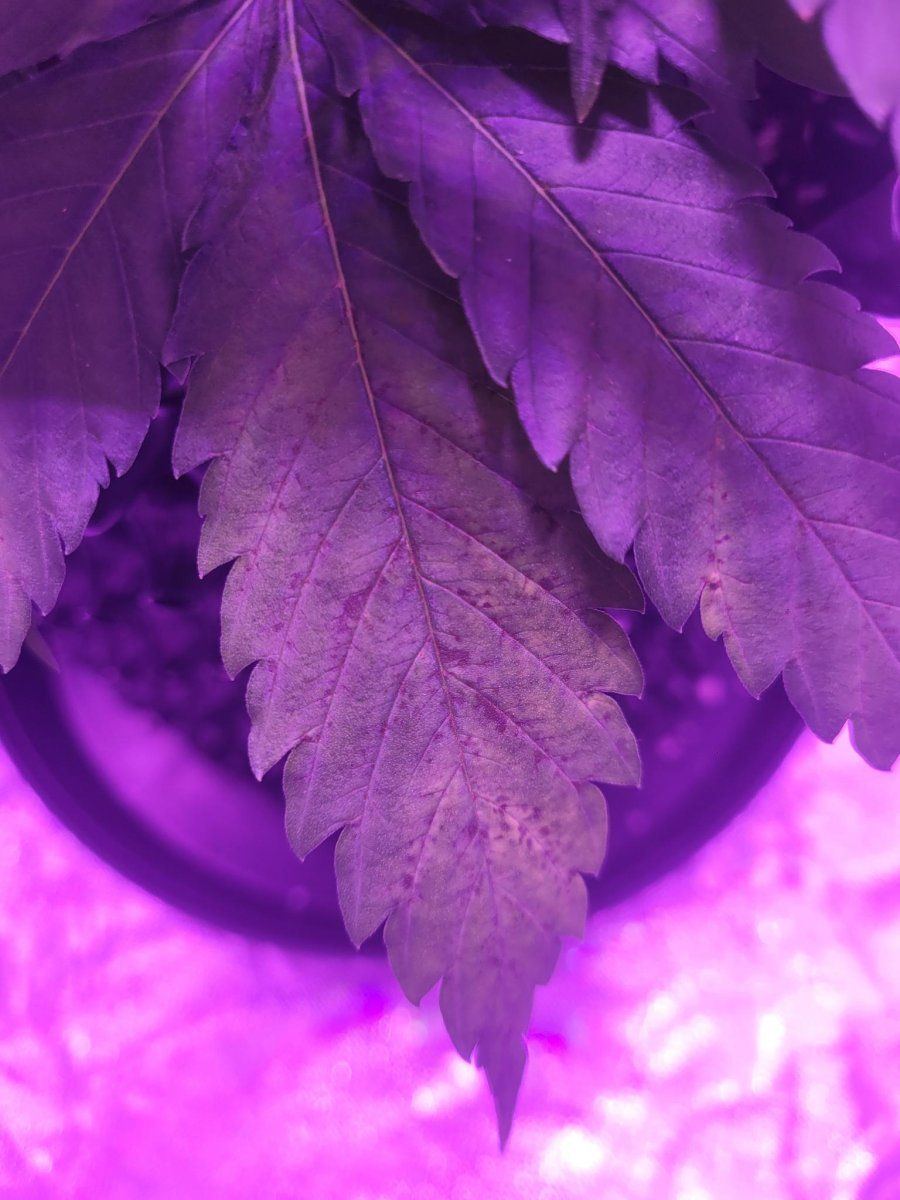 Question regarding current grow   cal mag issue 3
