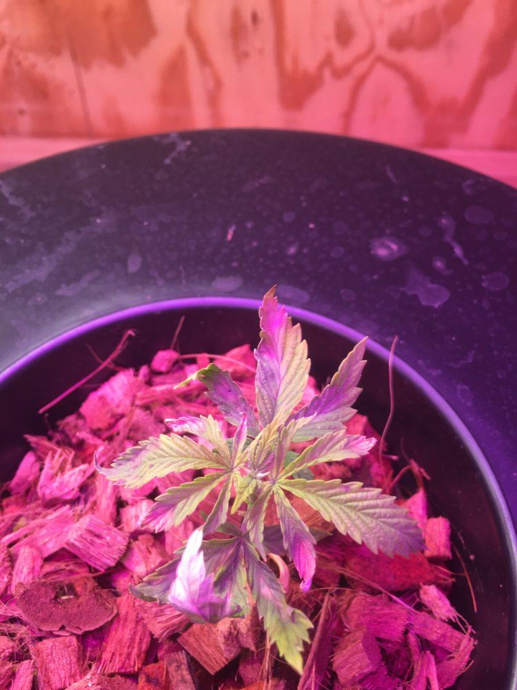 Questions about hydro growing 2