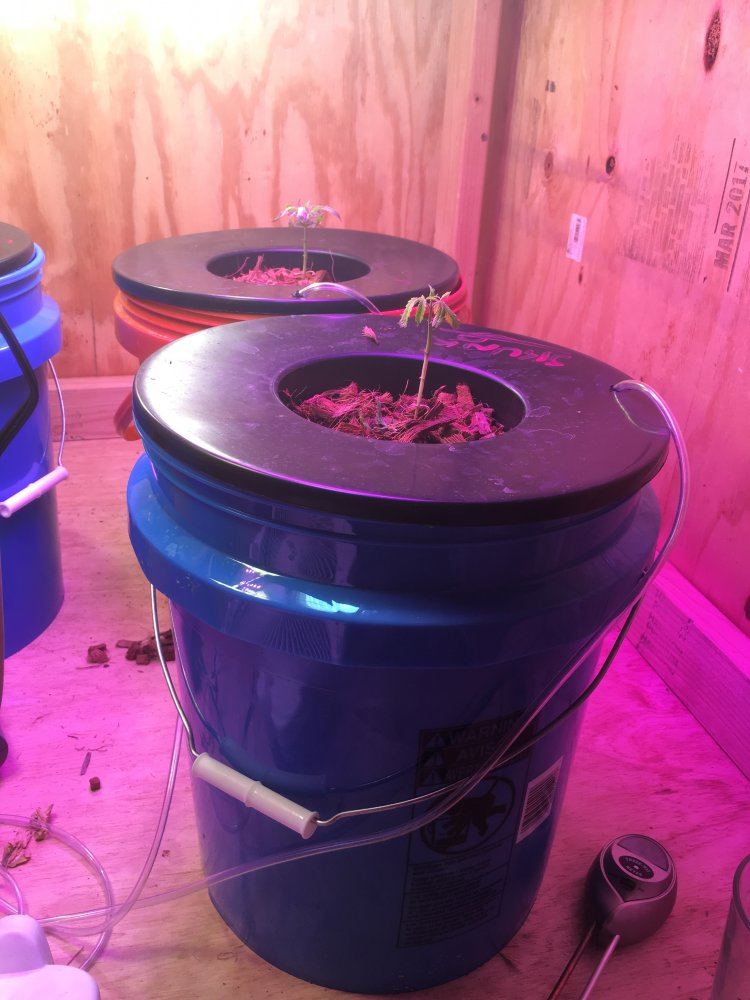 Questions about hydro growing 3