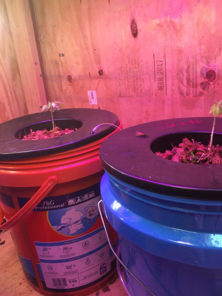 Questions about hydro growing 4