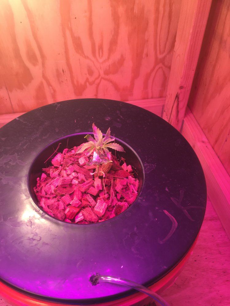 Questions about hydro growing 7
