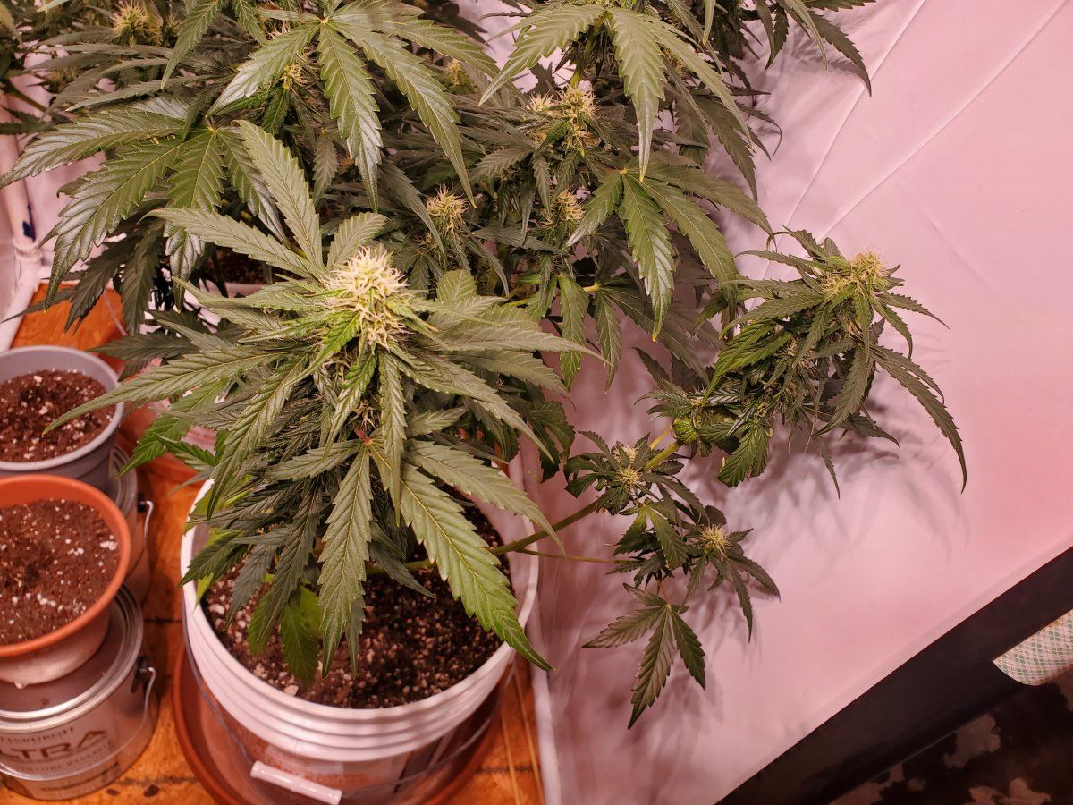 Questions about my autoflowers 4