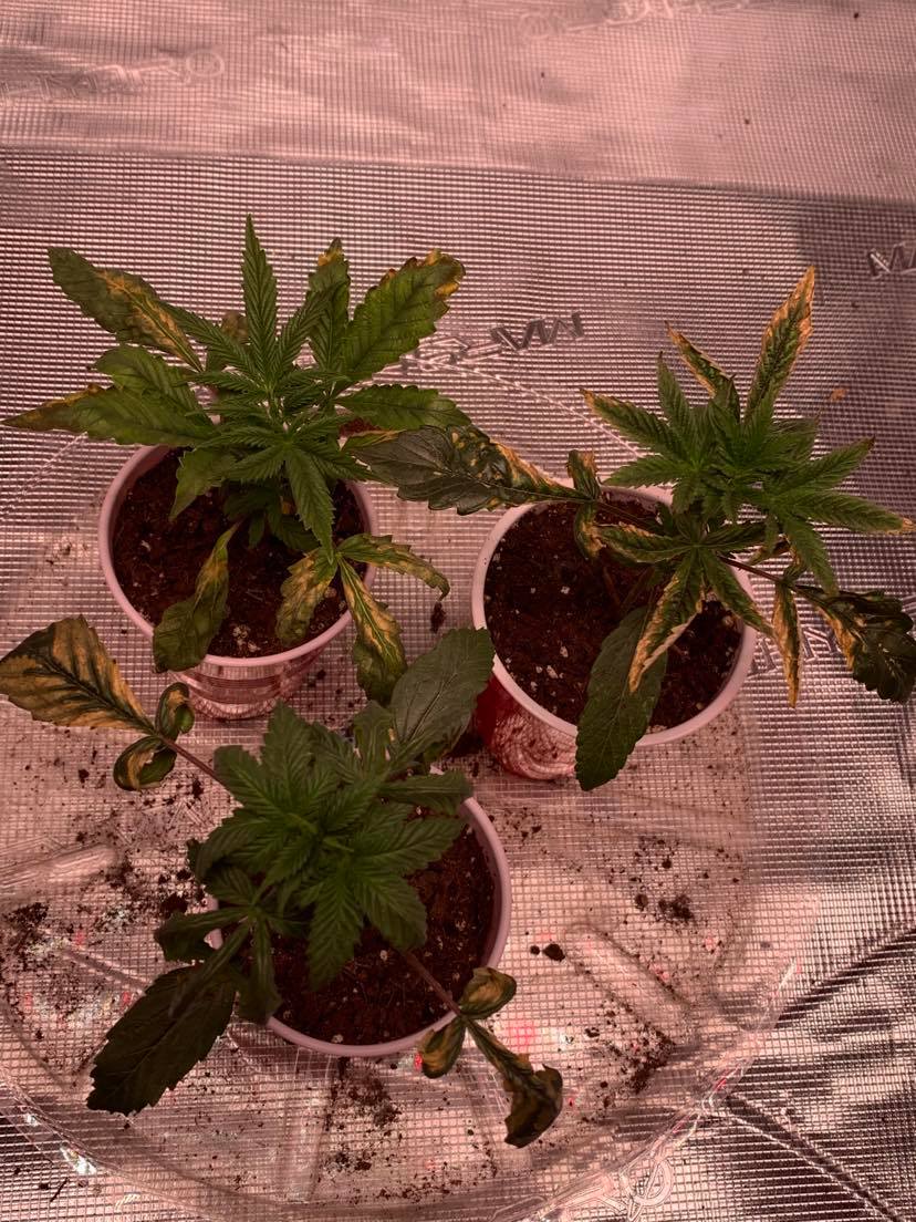 Questions for a friends plants
