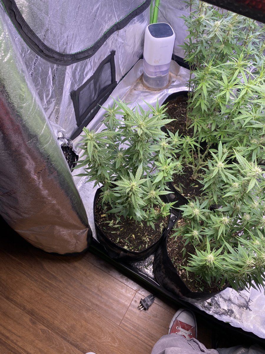 Questions on newts and general tips 12