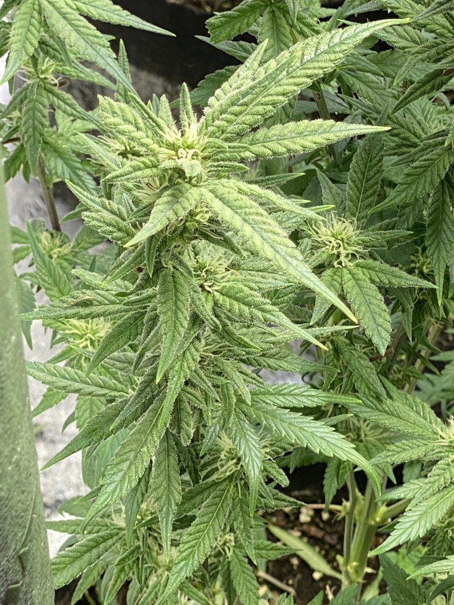 Questions on newts and general tips 13