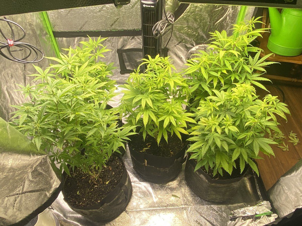 Questions on newts and general tips 16