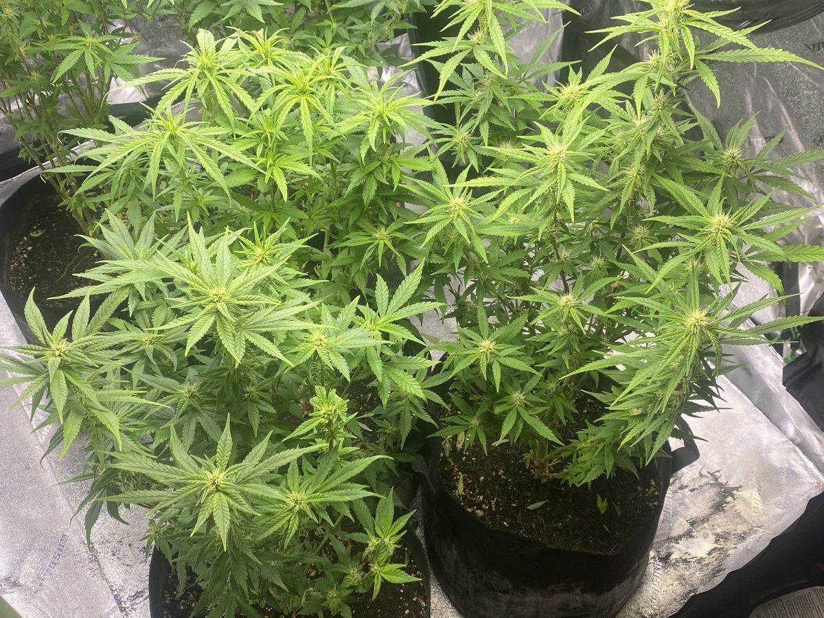 Questions on newts and general tips 20