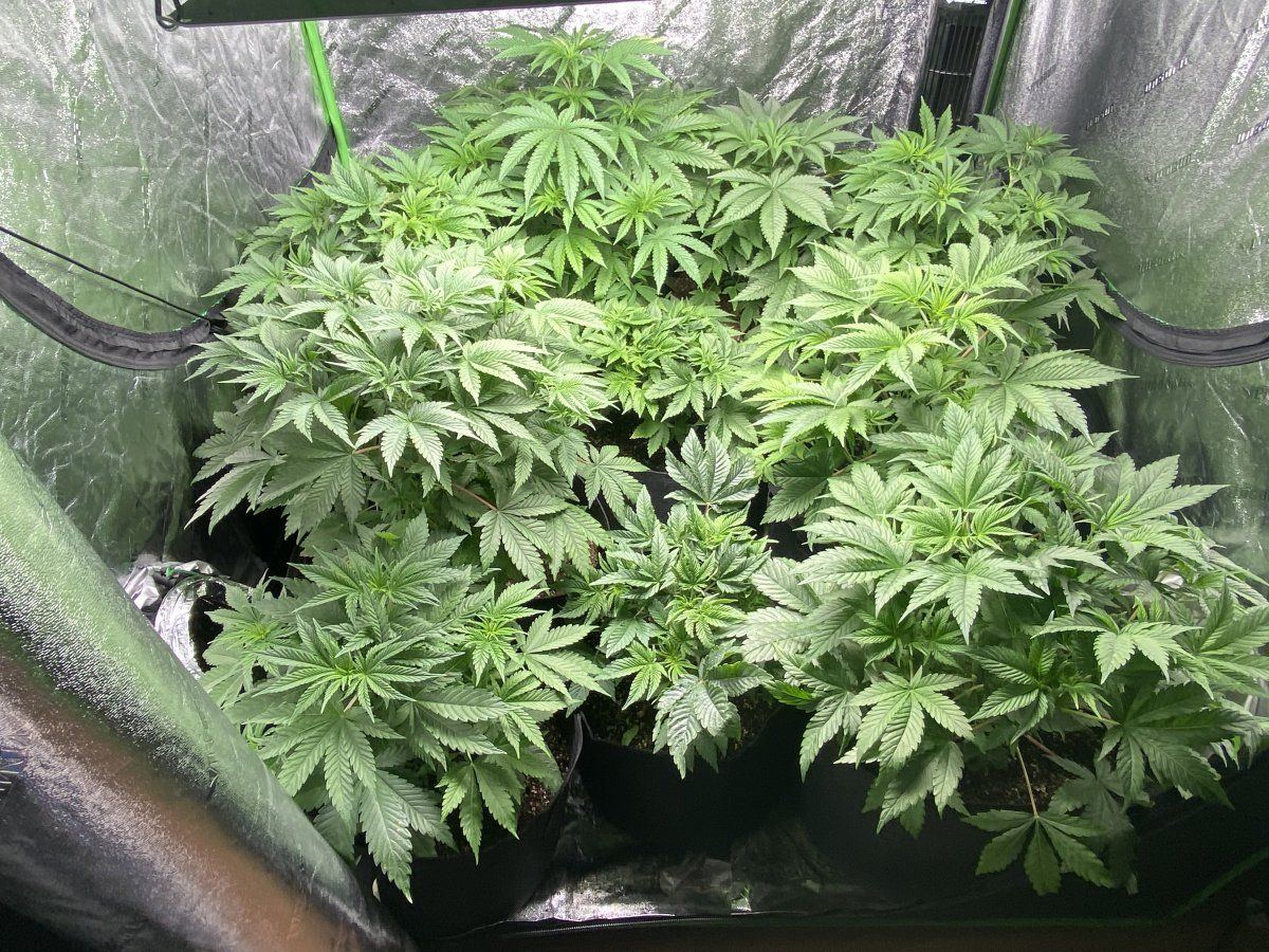 Questions on newts and general tips