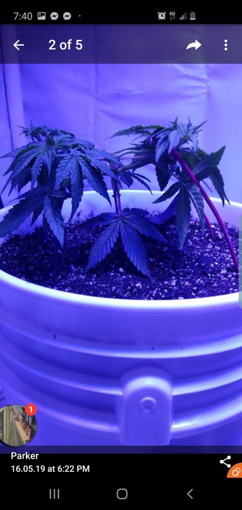 Questions or opinions on my mainliningtopping 3