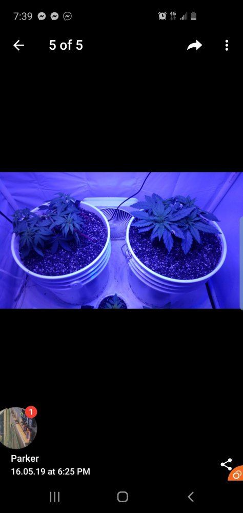 Questions or opinions on my mainliningtopping 4