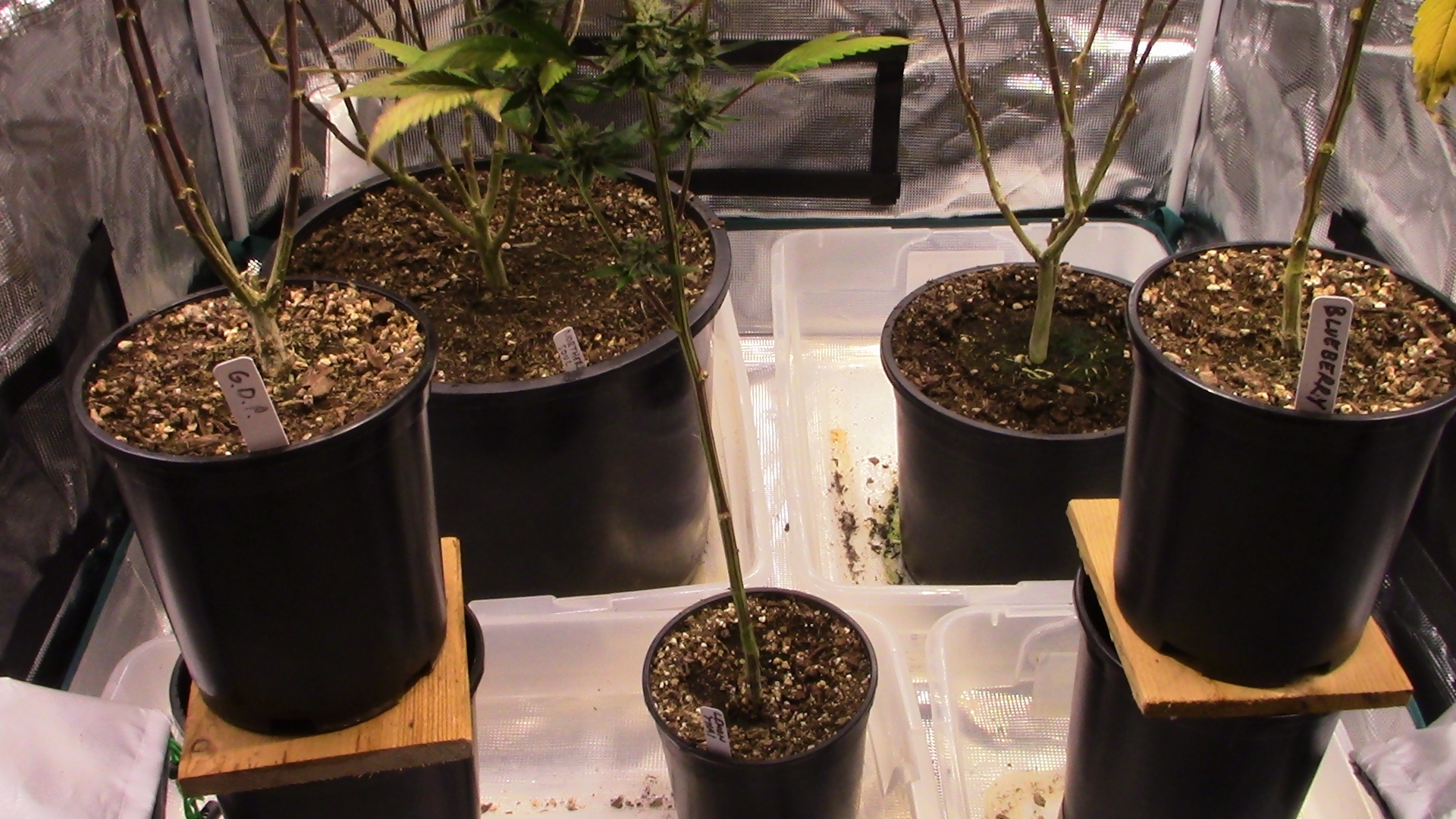 Quick propagation fir tree seeds weed 012