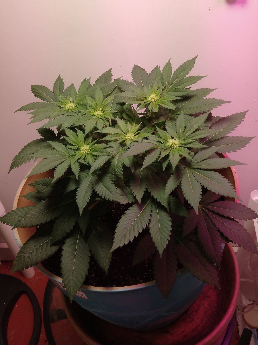 Quick question on trimming in flower 5