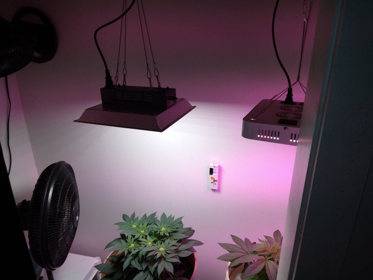 Quick question on trimming in flower 6